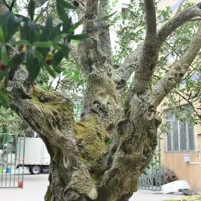 Large Faux Olive Tree Customized For Outdoor best