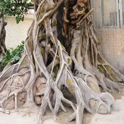 Large Ficus Artificial Century Old Trees factory